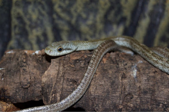 Meet your Posher, Kalem - Picture 1 of 1